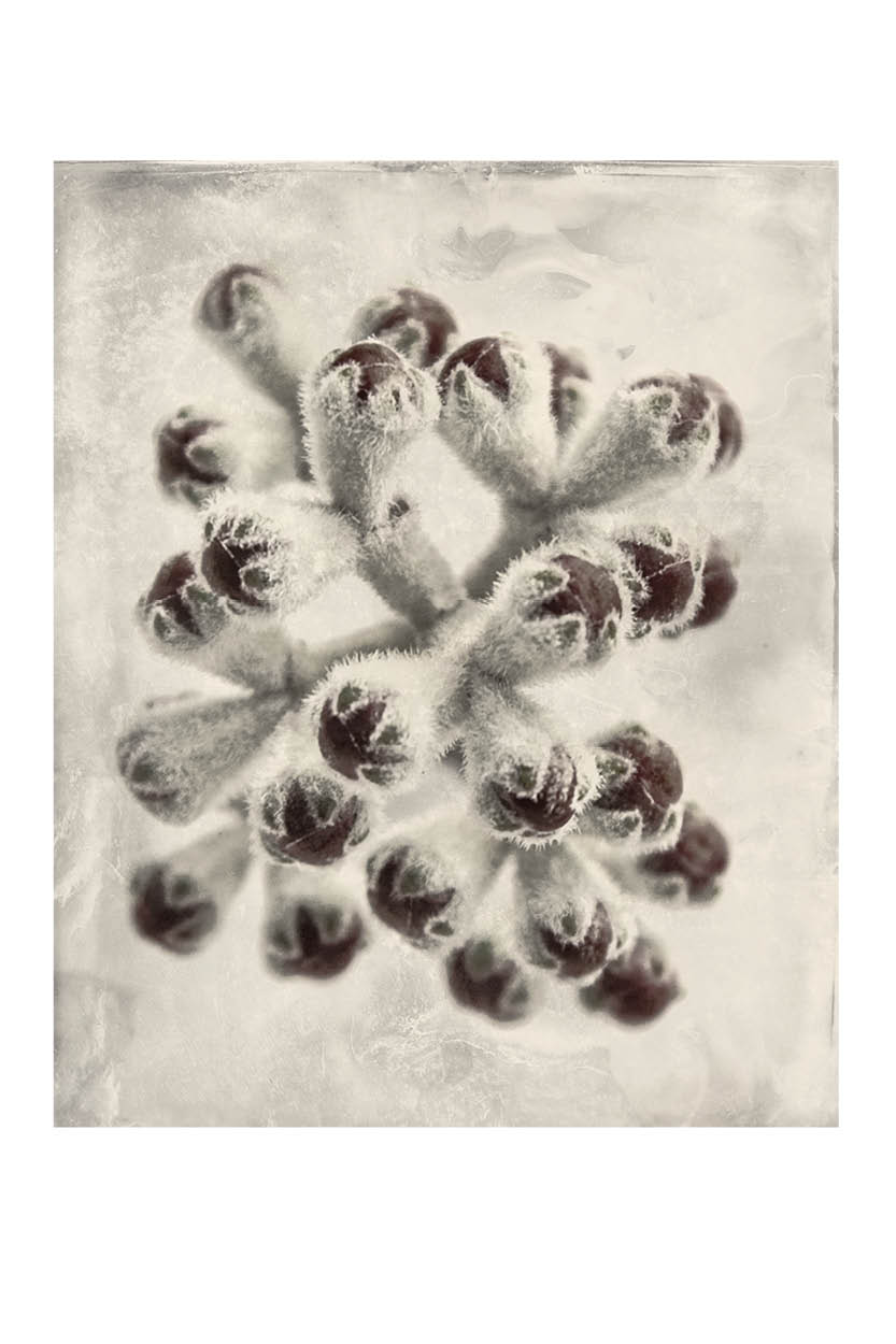 Pohutukawa Bloom shot in a  victorian Wet-plate style.