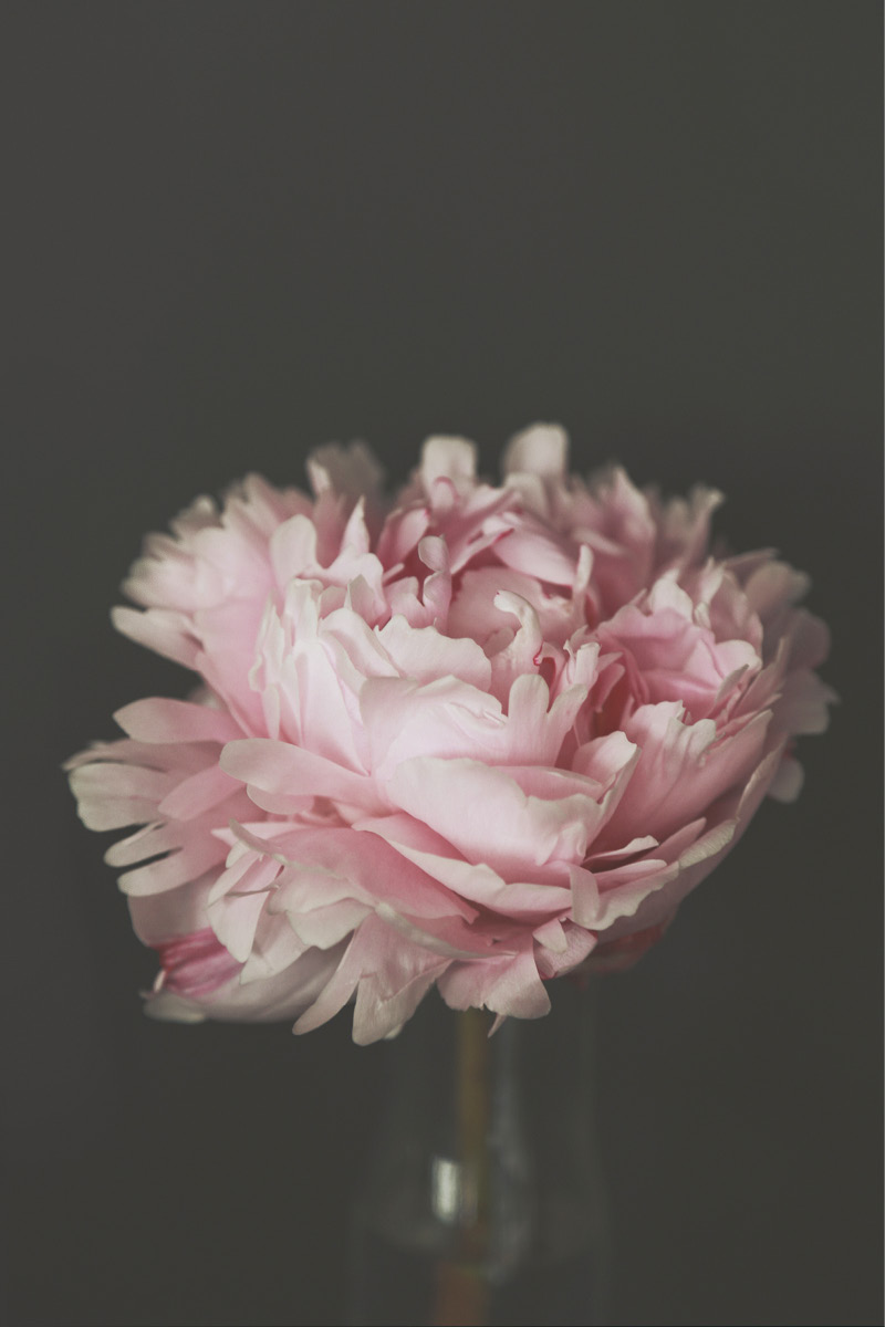 Moody pink Peony  fine-art print by Sheryl Burson.